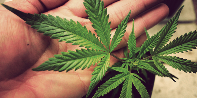 Calling For Major Gains In The Pot Stocks